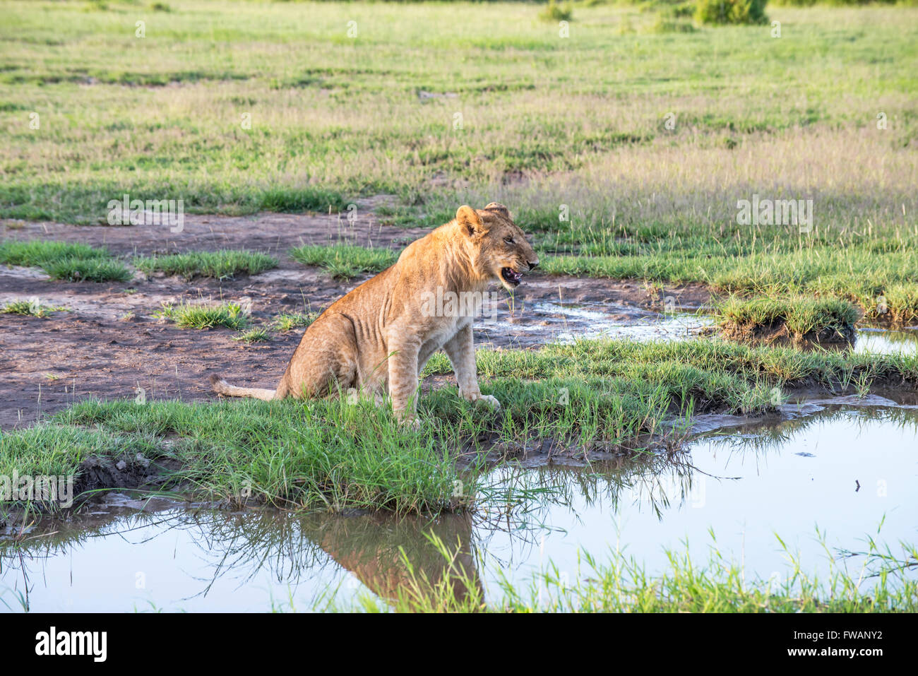 Löwe (Panthera Leo). Junge männliche am Wasserloch. Stockfoto