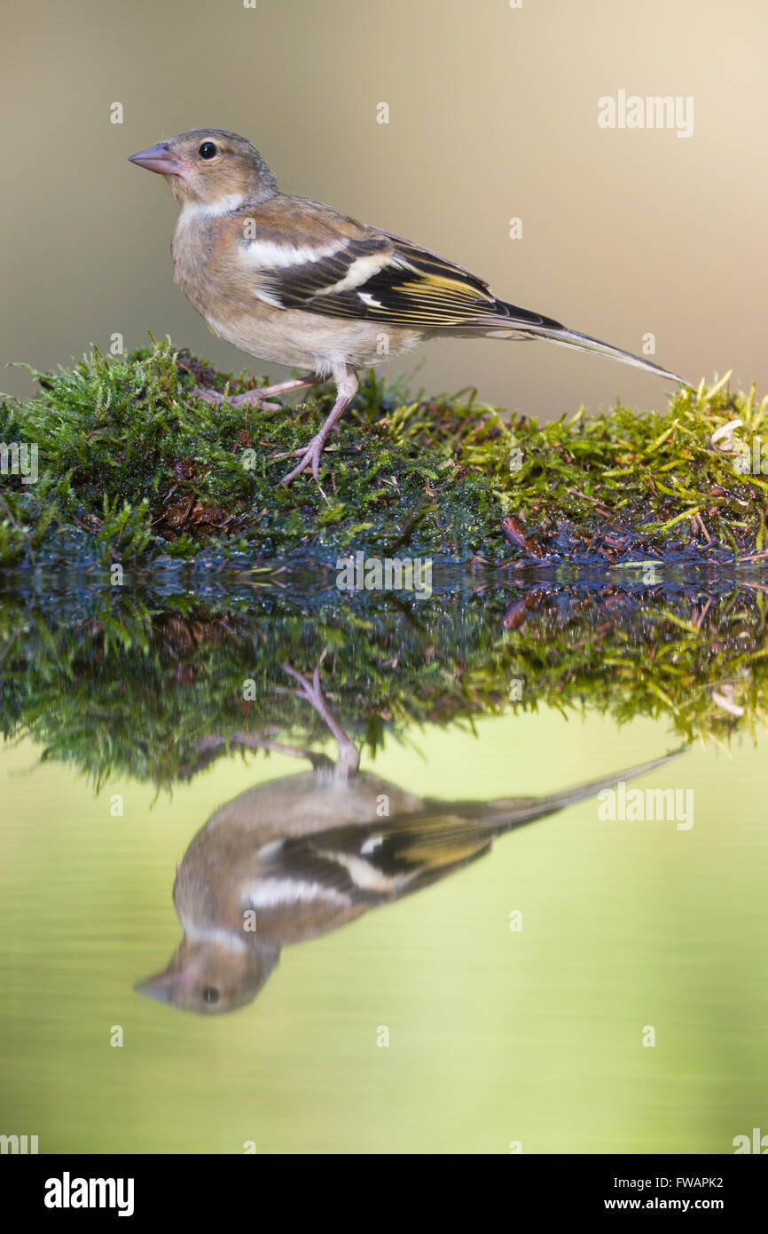 Gemeinsamen Buchfink Fringilla Coelebs, erwachsenes Weibchen thront am Wald Pool Lakitelek, Ungarn im Juni. Stockfoto