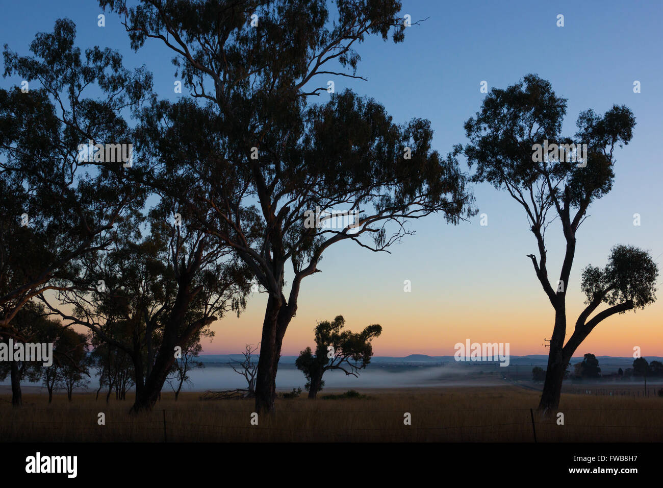 Eukalyptusbäume und Ackerland auf Darling Downs, Australien vor Sonnenaufgang Stockfoto