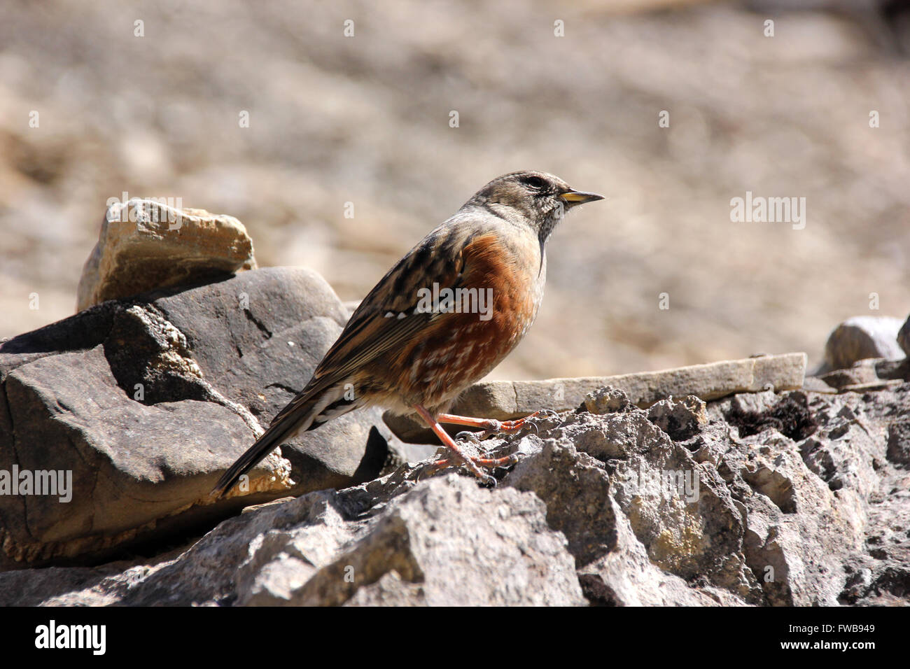 Altai beobachtet Stockfoto