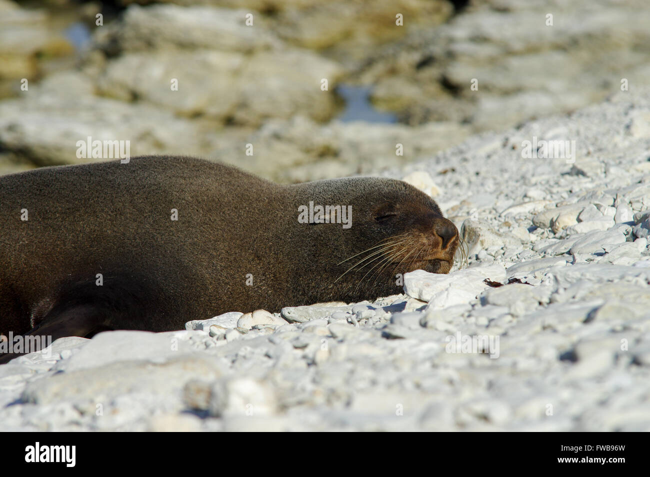New Zealand Seebär in Kaikoura Halbinsel versiegeln Kolonie Stockfoto New Zealand Seebär in Kaikoura Halbinsel versiegeln Kolonie Stockfoto