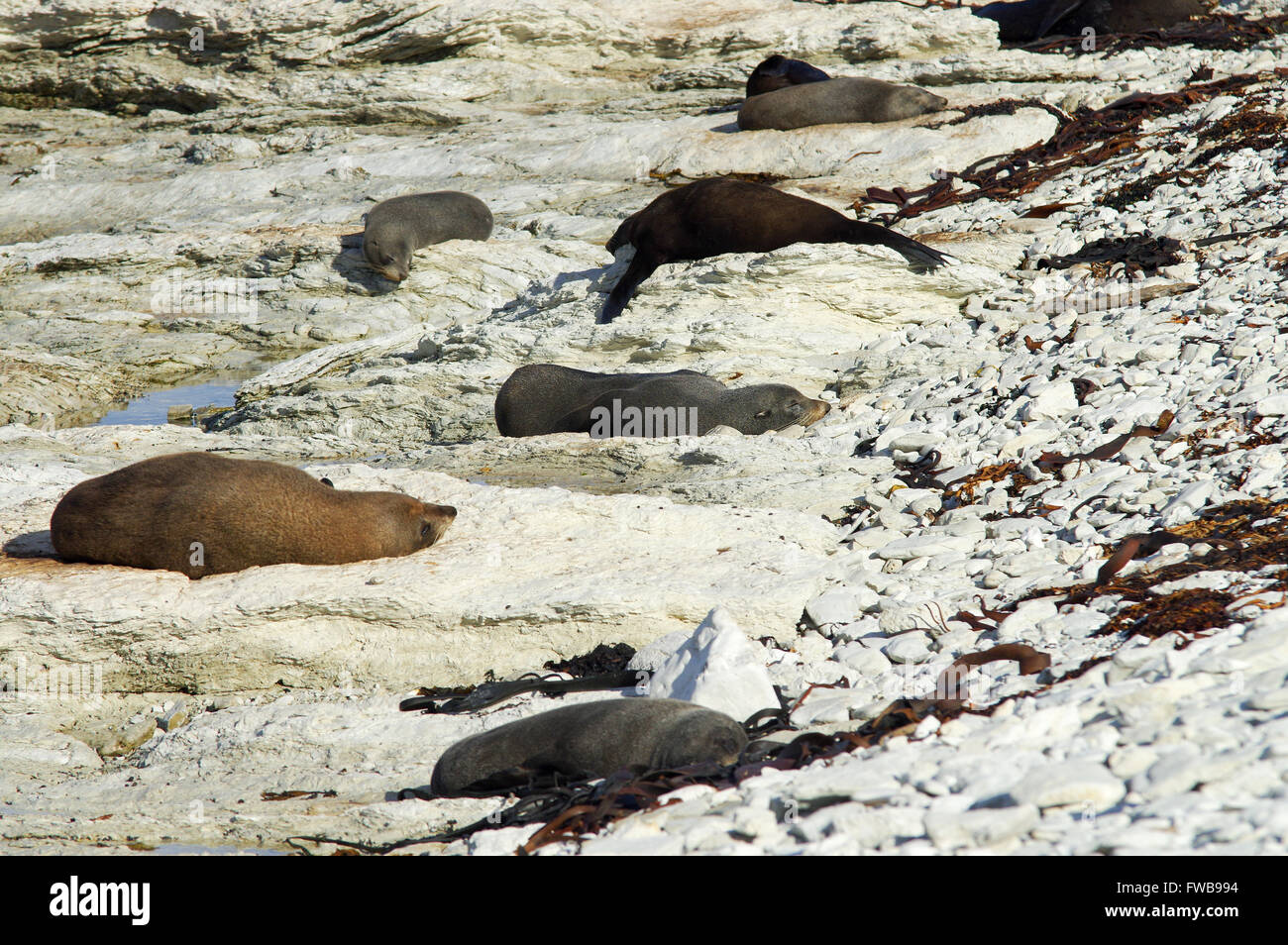 New Zealand Seebär in Kaikoura Halbinsel versiegeln Kolonie Stockfoto New Zealand Seebär in Kaikoura Halbinsel versiegeln Kolonie Stockfoto