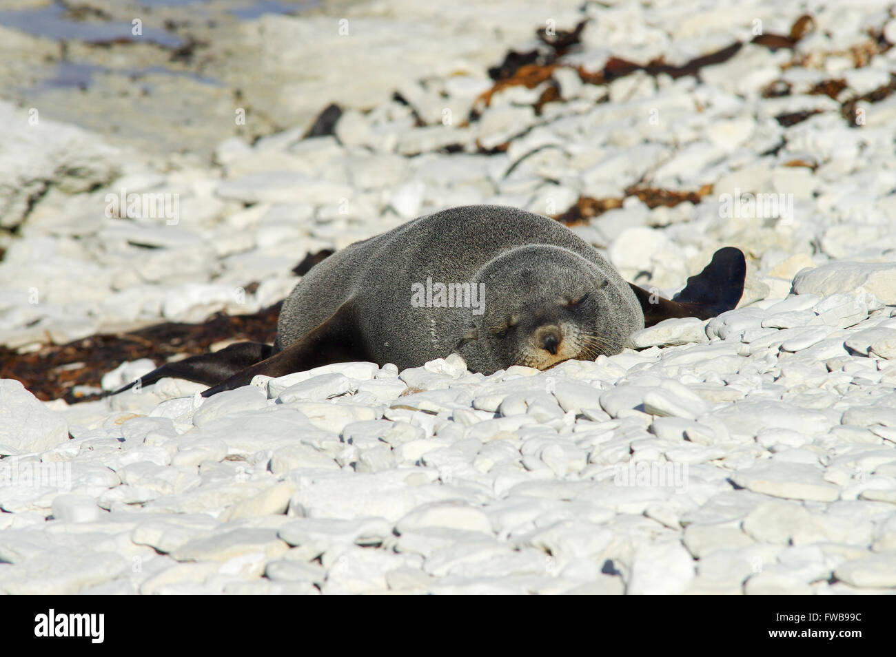 New Zealand Seebär in Kaikoura Halbinsel versiegeln Kolonie Stockfoto New Zealand Seebär in Kaikoura Halbinsel versiegeln Kolonie Stockfoto