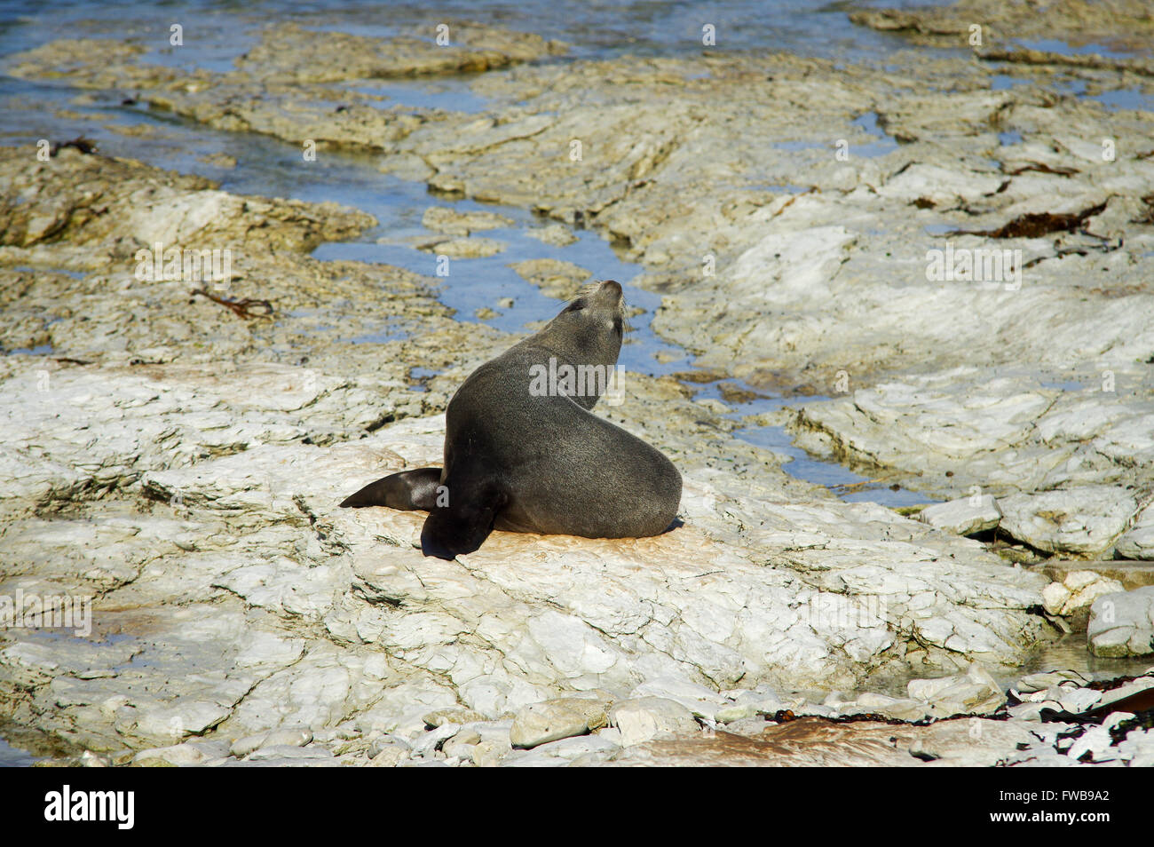 New Zealand Seebär in Kaikoura Halbinsel versiegeln Kolonie Stockfoto New Zealand Seebär in Kaikoura Halbinsel versiegeln Kolonie Stockfoto
