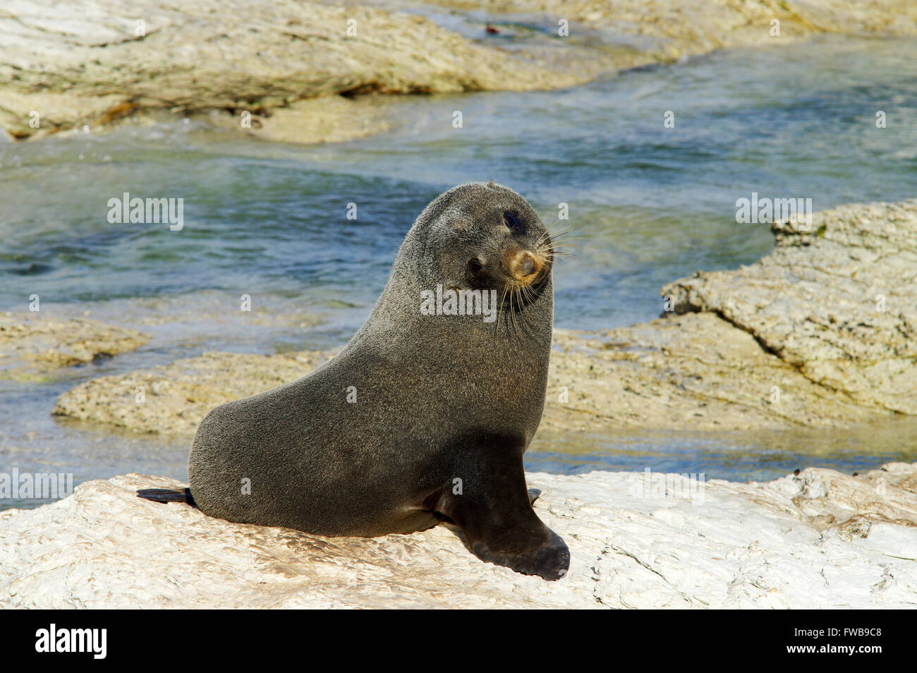 New Zealand Seebär in Kaikoura Halbinsel versiegeln Kolonie Stockfoto New Zealand Seebär in Kaikoura Halbinsel versiegeln Kolonie Stockfoto