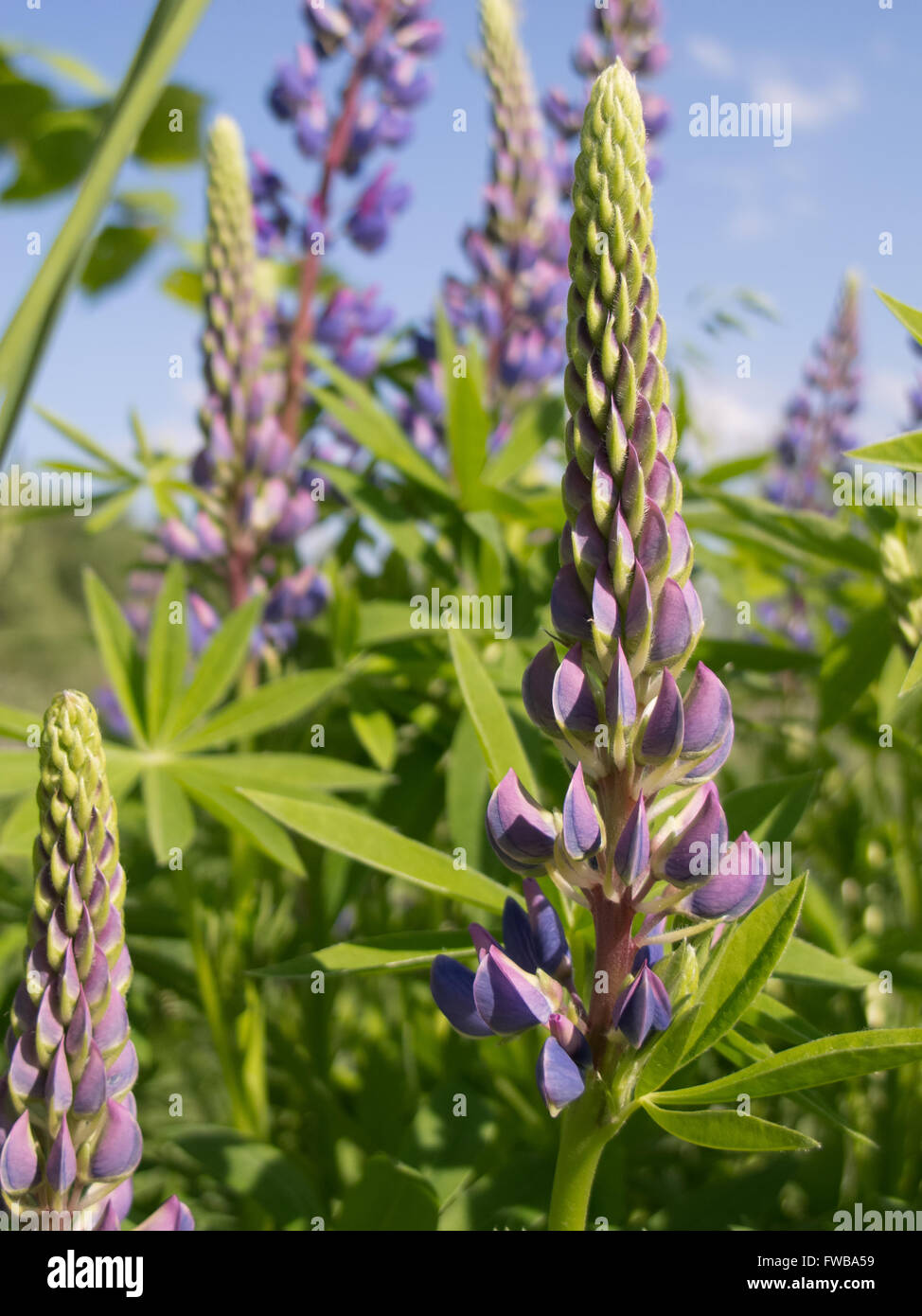 Lupine in sonnigen Tag Sommer erschossen Stockfoto