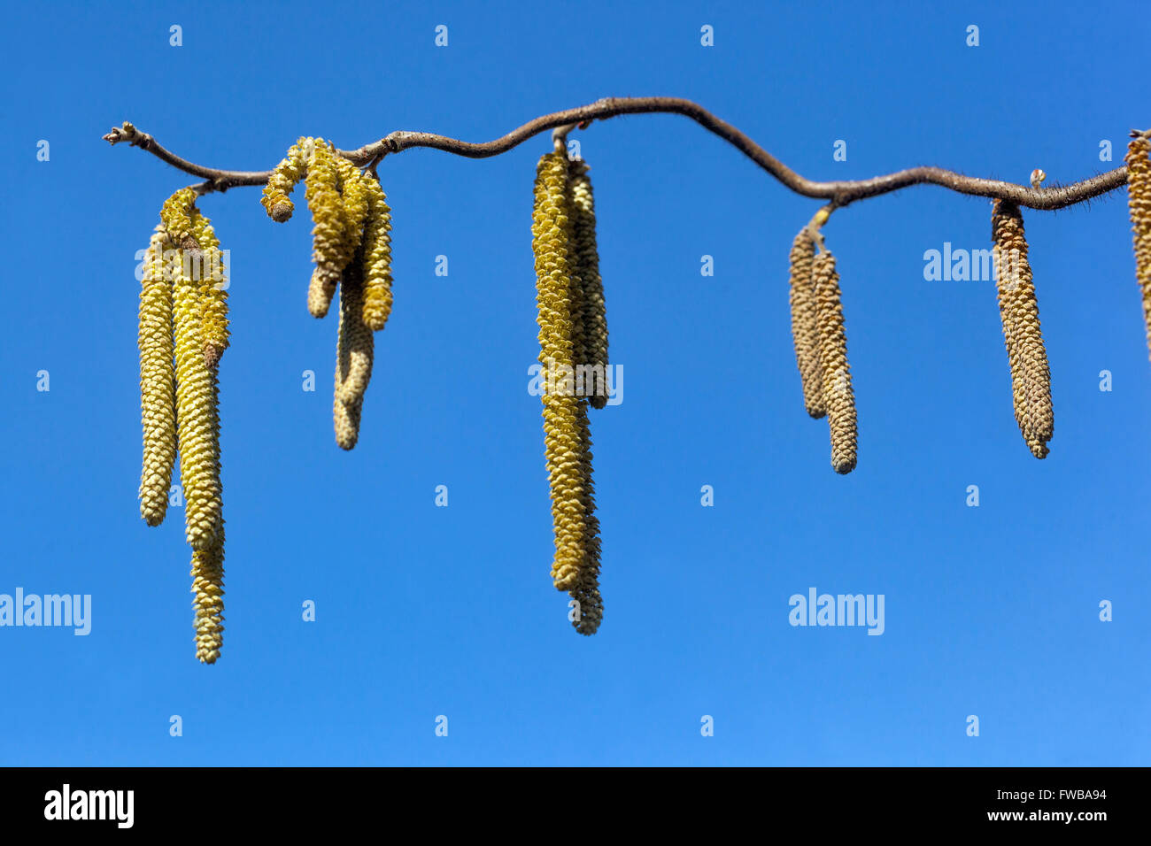 Corylus avellana „Contorta“ Haselnussblume Hazelkatzen Stockfoto