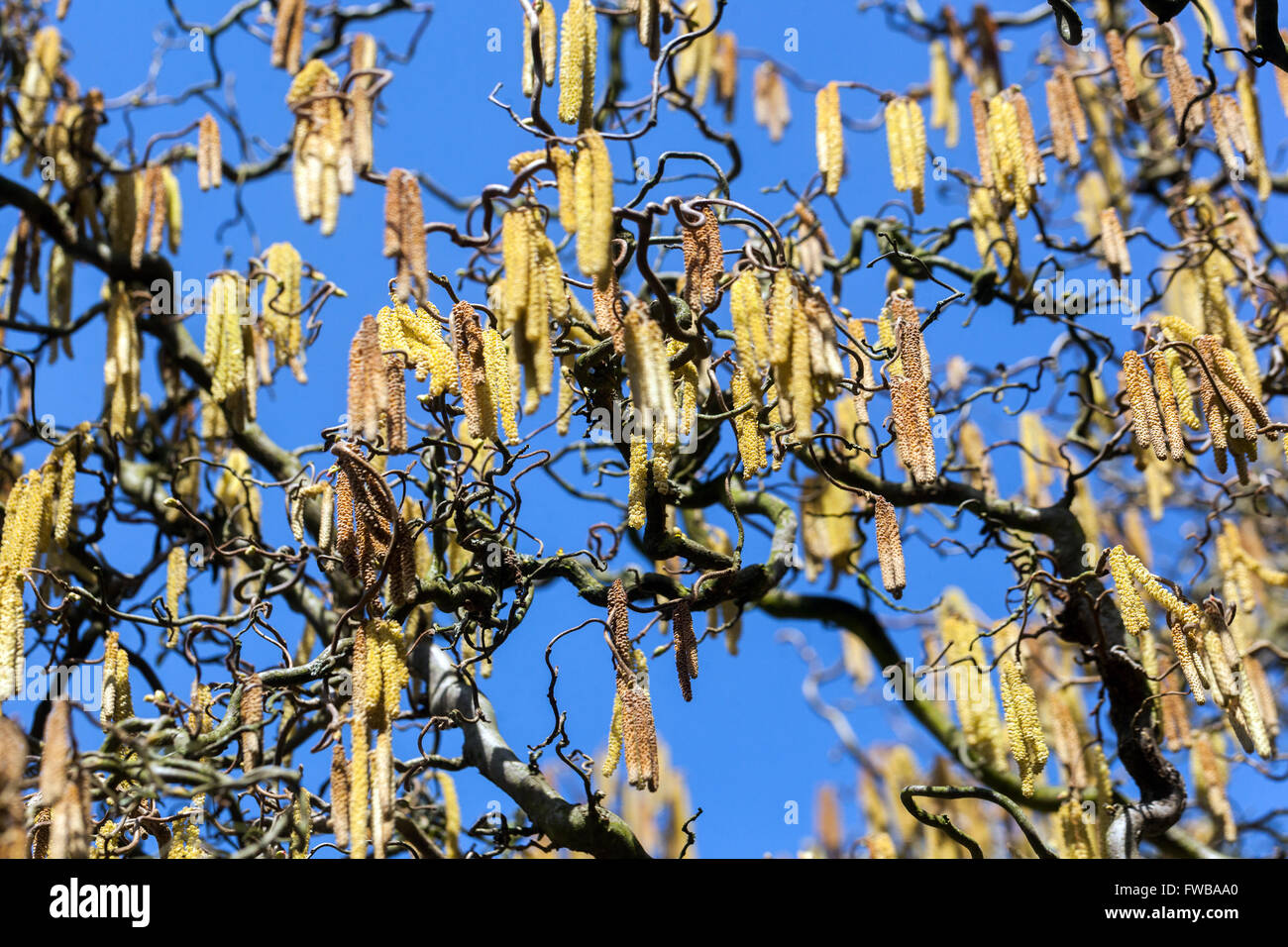 Corylus avellana Contorta Corylus avellana Tree Harry Lauders Wanderstock Corkscrew Hazel Catkins Stockfoto