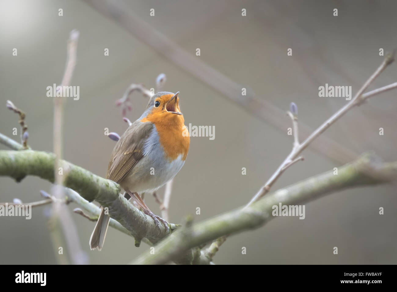 Europäischen Rotkehlchen (Erithacus Rubecula) Vogel singen und Anzeige während der Frühjahrssaison in der Suche für einen Kumpel. Stockfoto