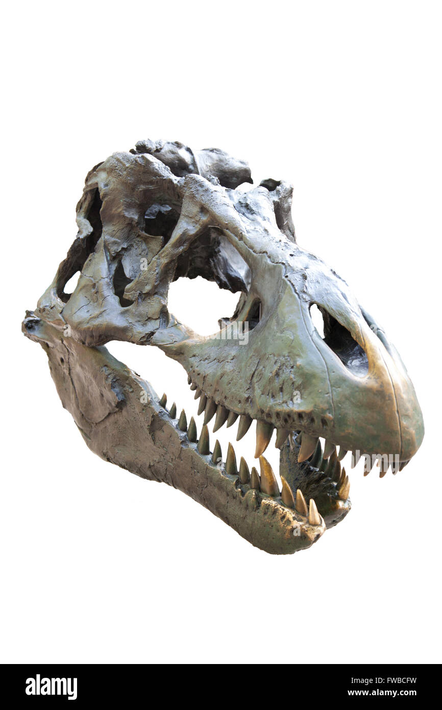 Tyrannosaurus Rex Schädel auf weiß Stockfoto