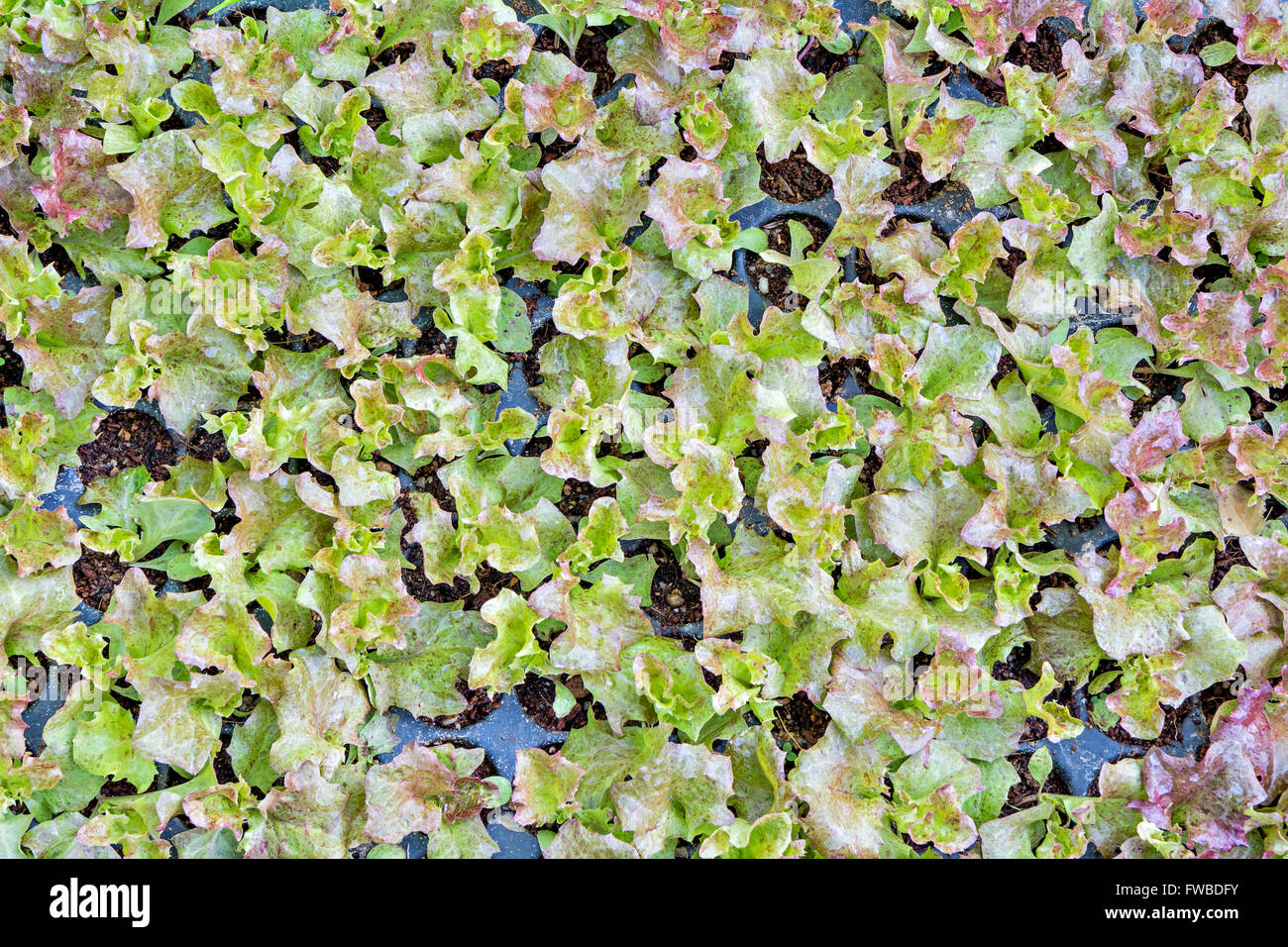Baby-Salat: Samen gepflanzt in das Potting Shed Stockfoto