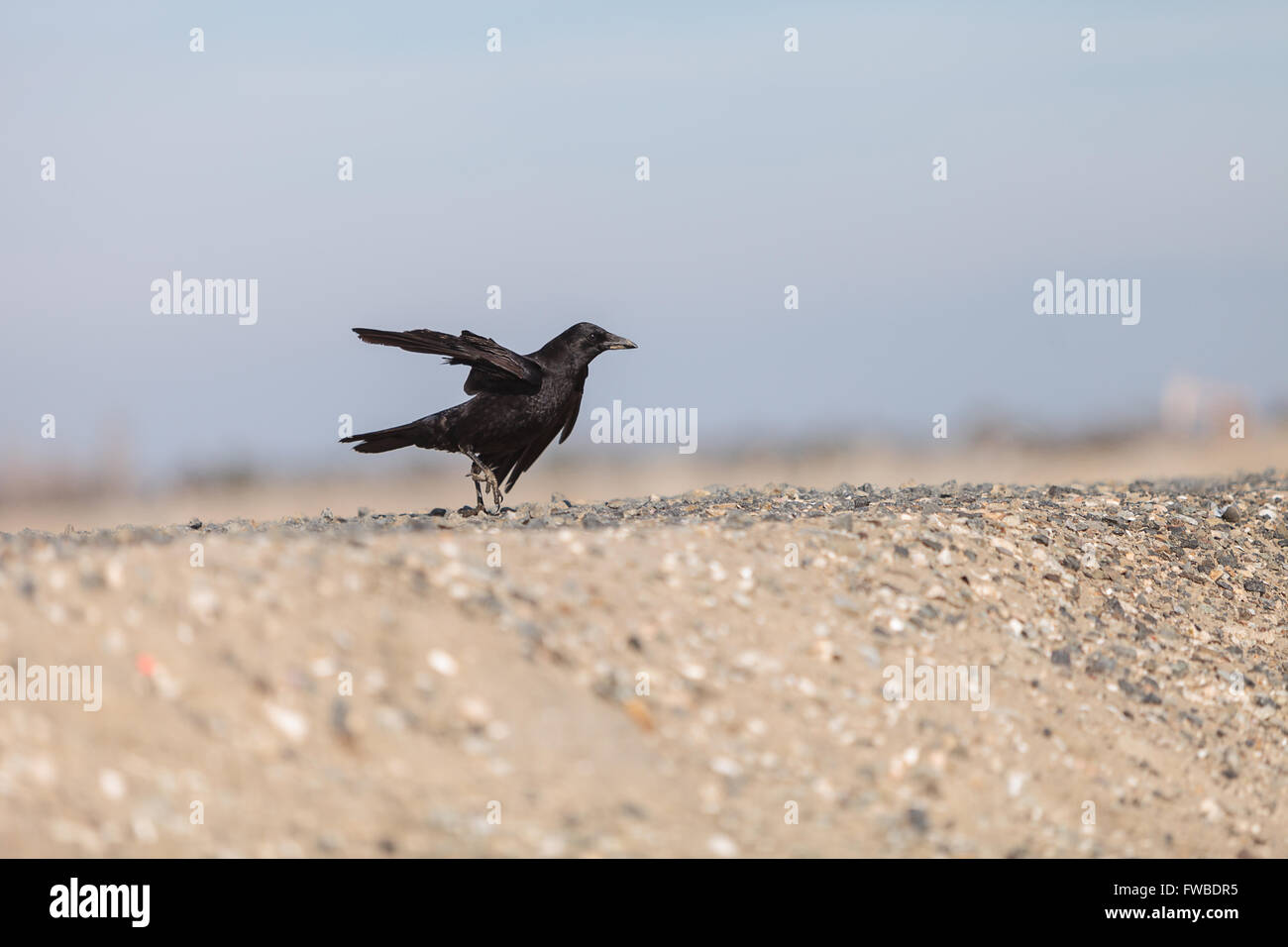 Schwarzer Rabe Vogel fliegt in einem Sumpf, Futter für Muskeln und Fisch im Frühjahr in Südkalifornien. Stockfoto