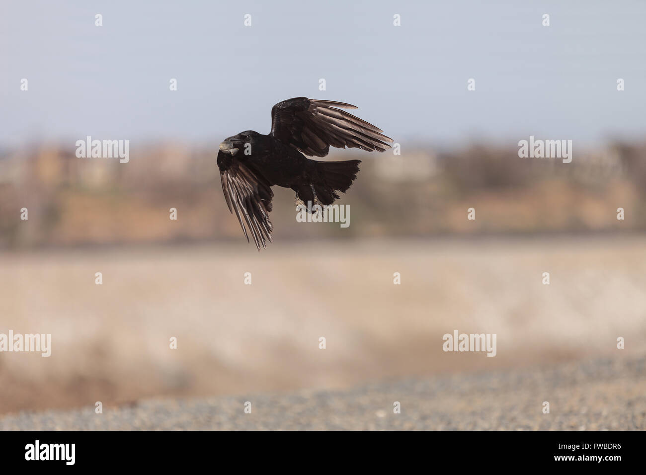 Schwarzer Rabe Vogel fliegt in einem Sumpf, Futter für Muskeln und Fisch im Frühjahr in Südkalifornien. Stockfoto