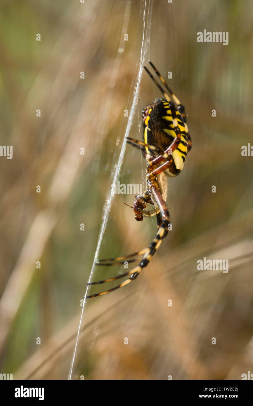 Eine Wespe Spinne (Argiope Bruennichi) sitzt in der Web. Brede High Woods, East Sussex, UK Stockfoto