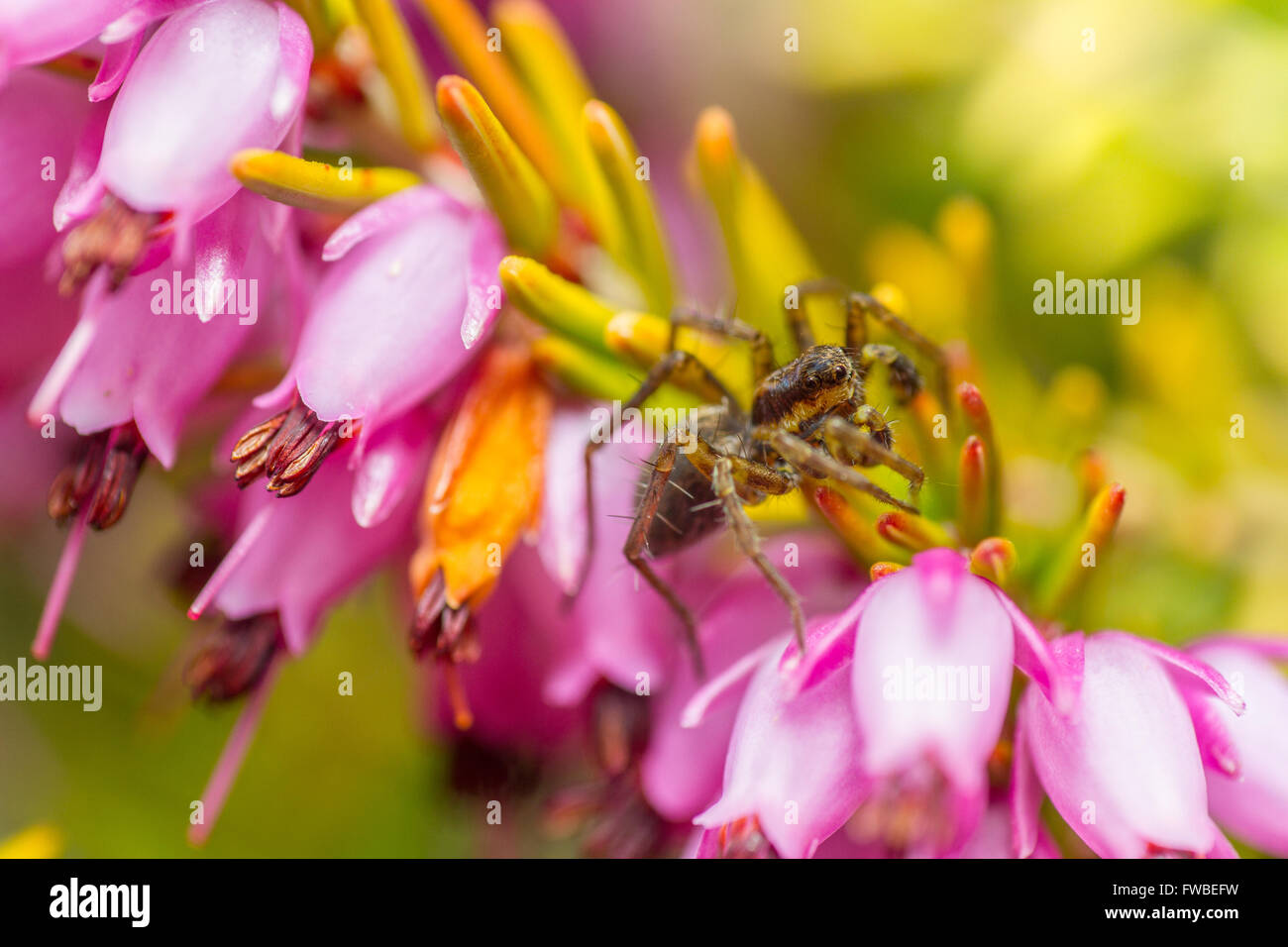 Männliche Wolfspinne Jagd unter den Blumen von einer Glocke Heidekraut Stockfoto