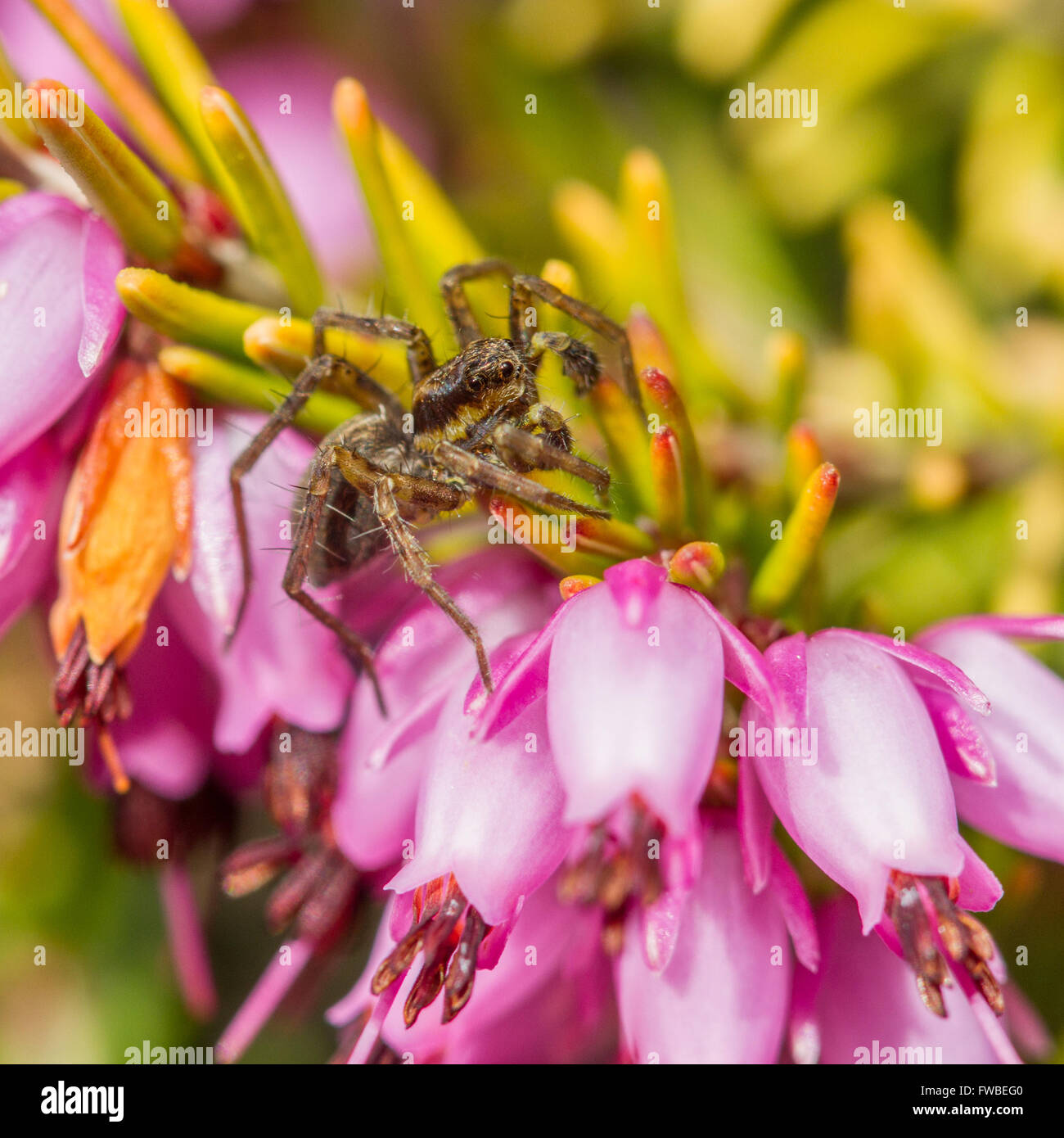 Männliche Wolfspinne Jagd unter den Blumen von einer Glocke Heidekraut Stockfoto