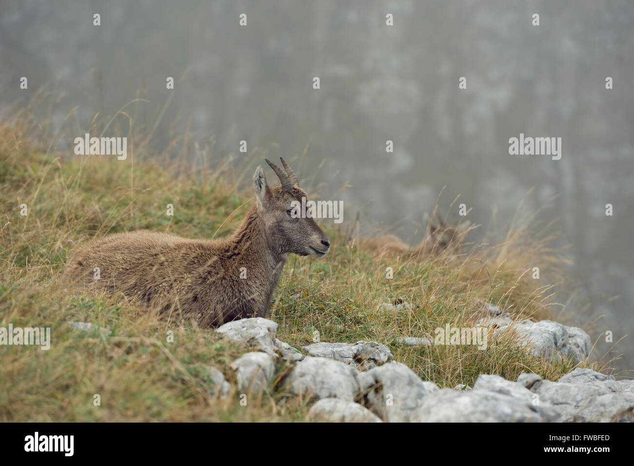 Steinbock / Steinbock (Capra Ibex), Jungtier, zwischen Felsen auf der Wiese von einer Almwiese für Wiederkäuer ruht. Stockfoto