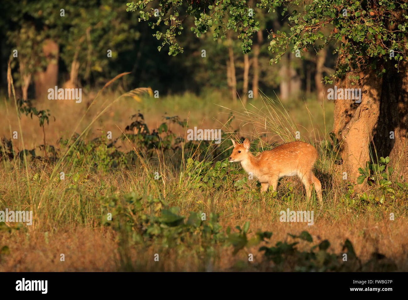 Junge entdeckt, Hirsch oder chital (Axis Axis), Kanha Nationalpark, Indien Stockfoto