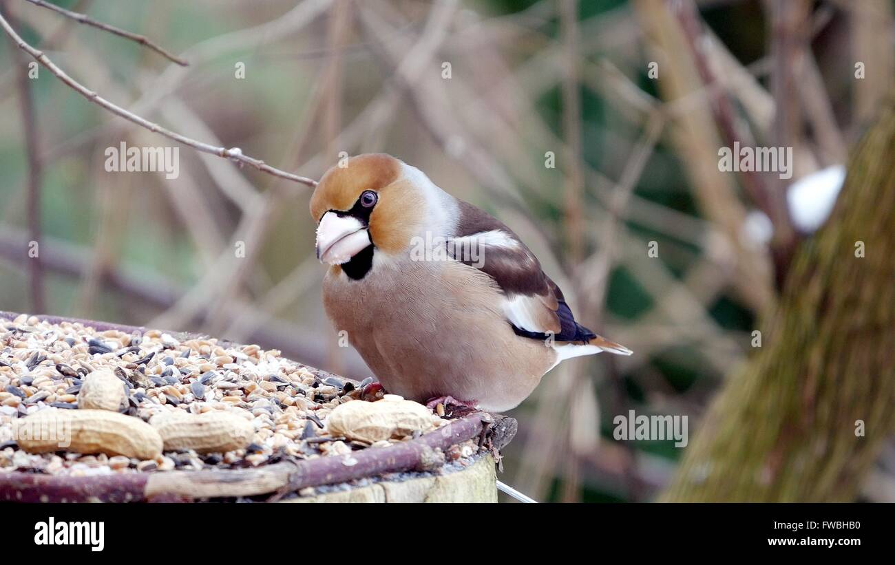 Kernbeißer auf einem Ast in Winterlandschaft Stockfoto