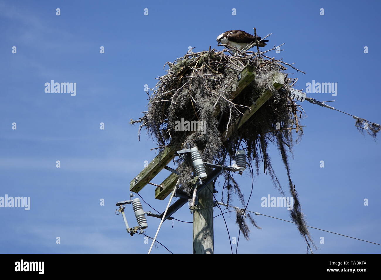 Fischadler Nest gebaut auf ein Strommast aufräumen Stockfoto