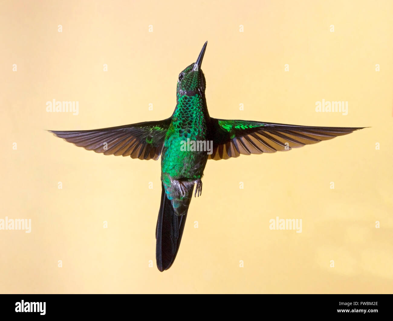 Männlichen grünen gekrönt brillante Kolibri schwebend Stockfoto