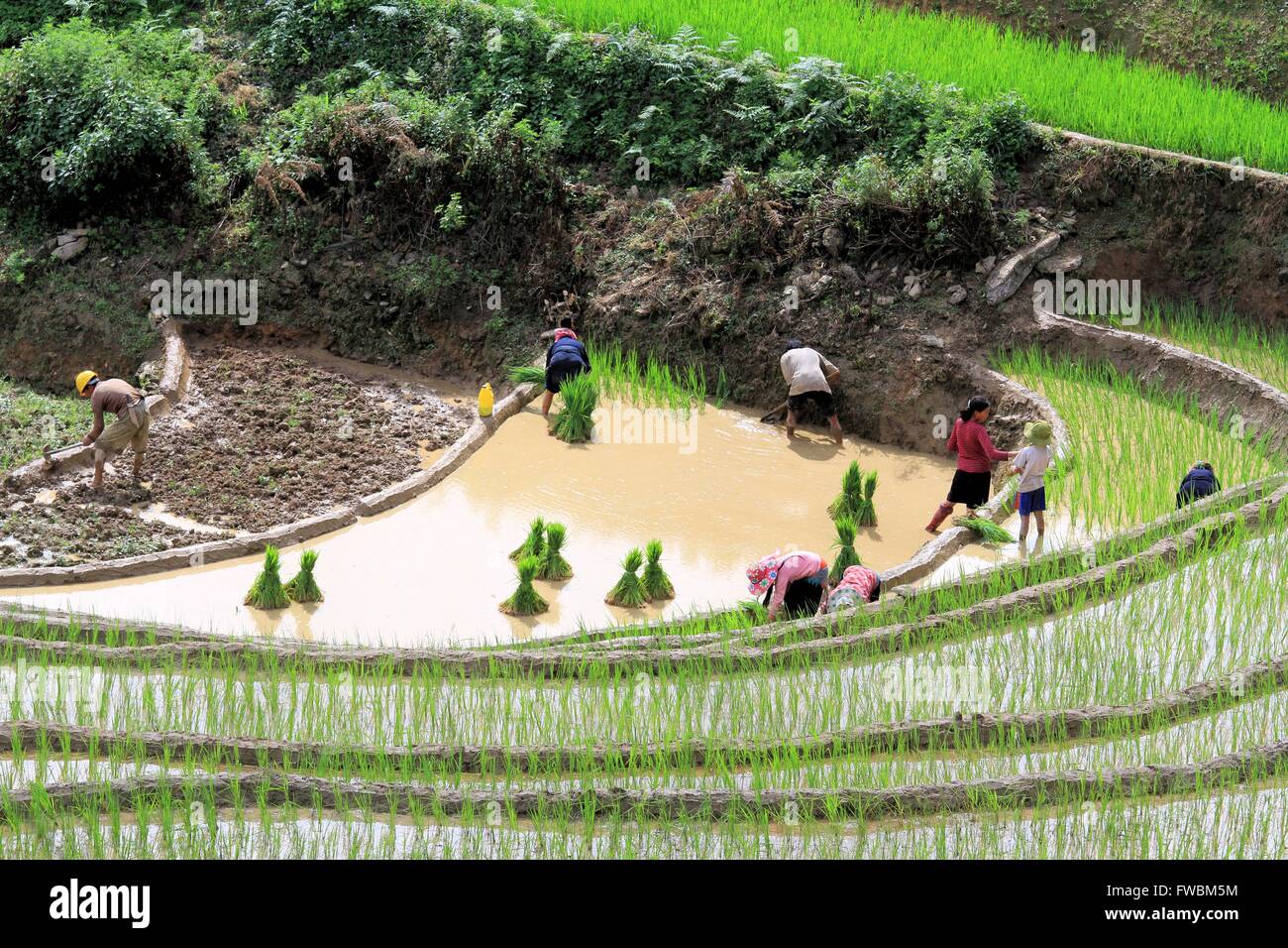 Einrahmer Verpflanzung Reis Sämlinge in Terrasse bewässerten Reisfeldern, Sapa, Lao Cai, Vietnam, Asien Stockfoto