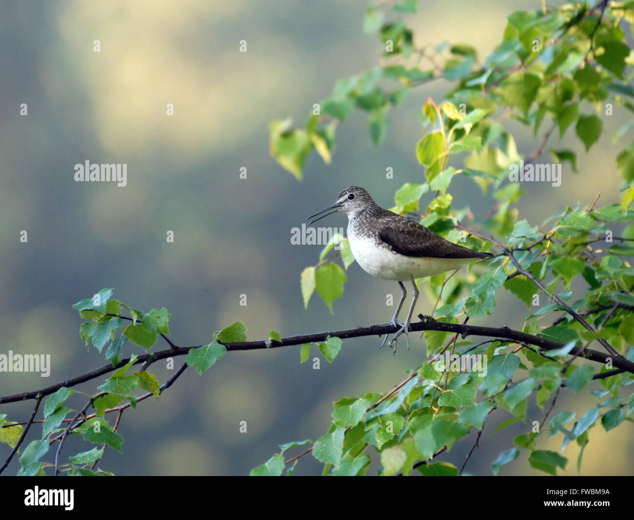 Waldwasserläufer (Tringa Ochropus) hocken auf Birke Zweig. Moscow Region, Russland Stockfoto