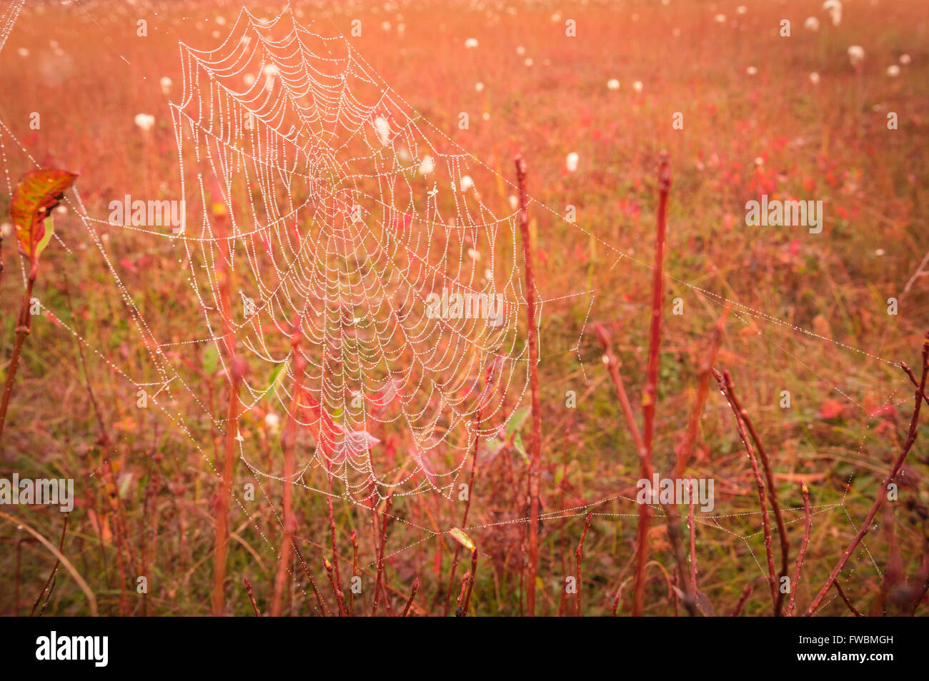 Ein Tau beladen Spinnennetz in den frühen Morgenstunden am Cranberry Glades botanischen Bereich, West Virginia. Stockfoto