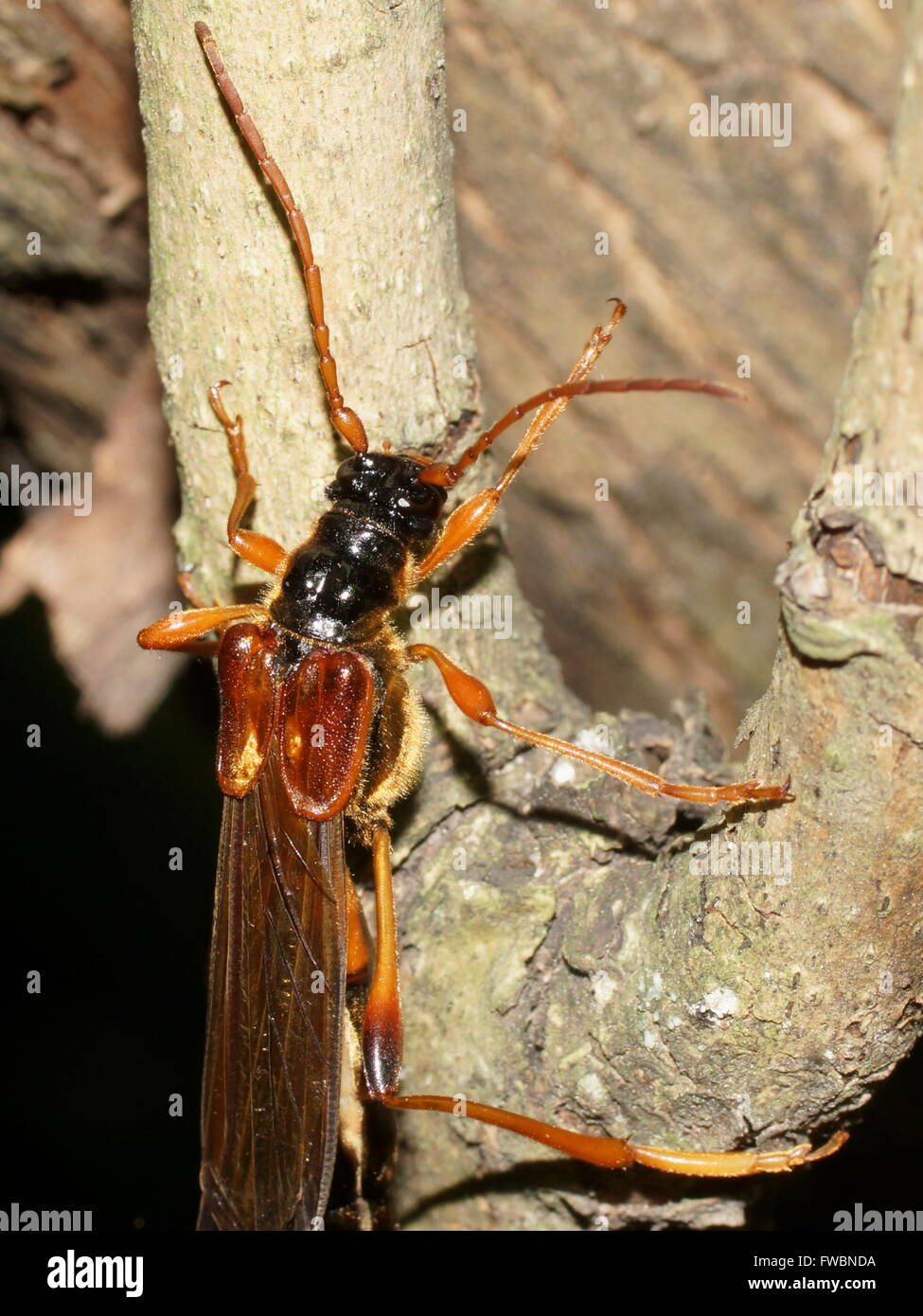 Longhorn Beetle (langen Hörnern, Bock-, Bockkäfern) großen Necydalis, Necydalinae. Stockfoto