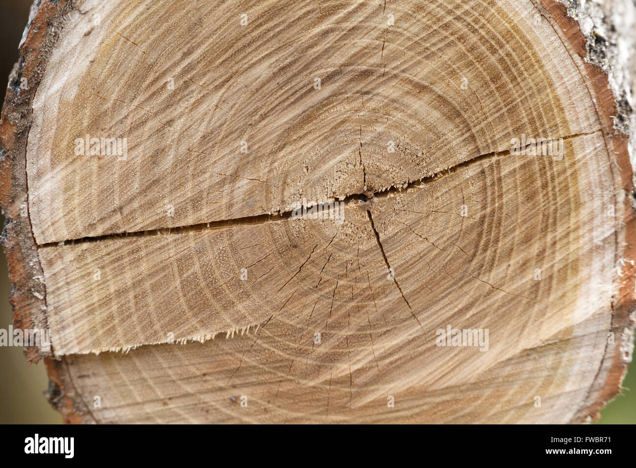 Querschnitt eines Baumstammes zeigt Jahresringe. Stockfoto