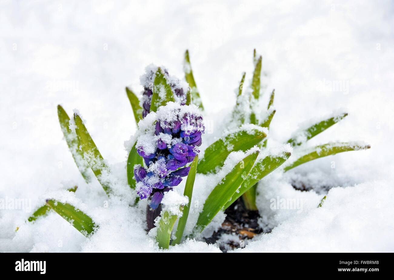 Violette Hyazinthen sind im Frühling mit Neuschnee bedeckt. Stockfoto