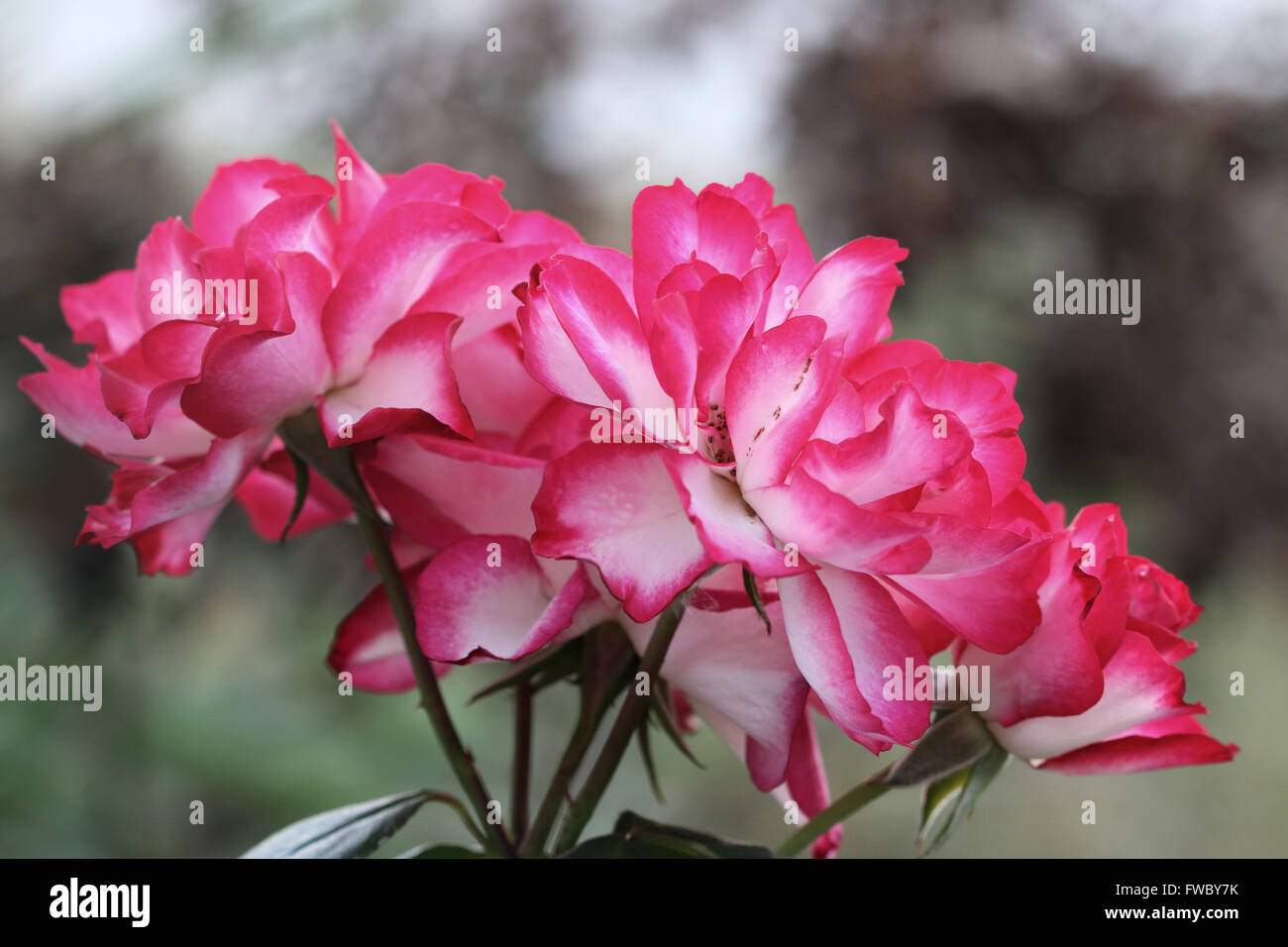 Doppelte Freude-Rosen in voller Blüte Stockfoto