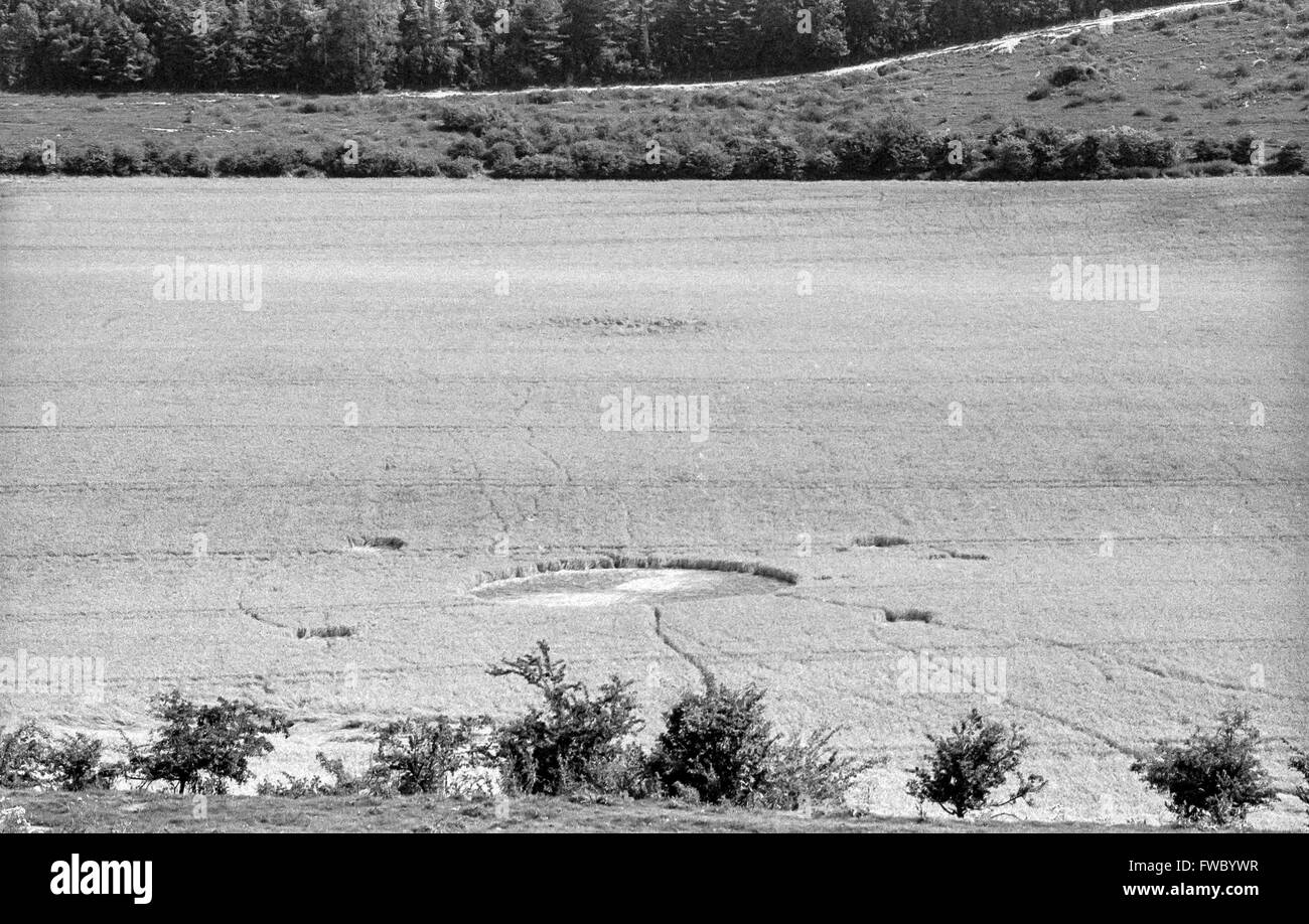 Mais-Kreise in einem Feld in Wiltshire. Stockfoto