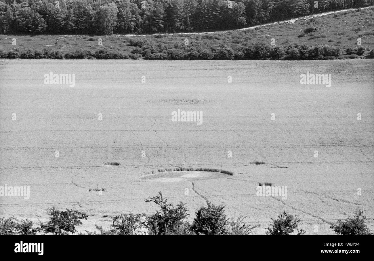 Mais-Kreise in einem Feld in Wiltshire. Stockfoto