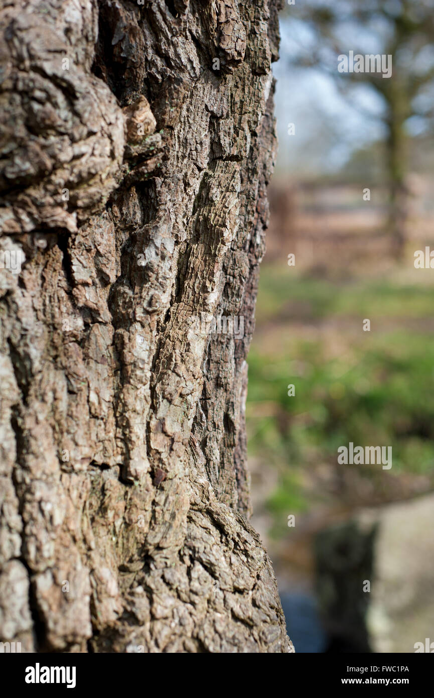 Bradgate Park, Leicestershire Frühjahr 2016 Stockfoto