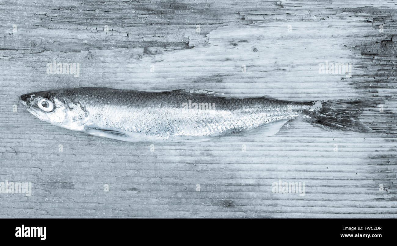 roher Fisch roch. stilisierte Schwarz-weiß Foto Stockfoto