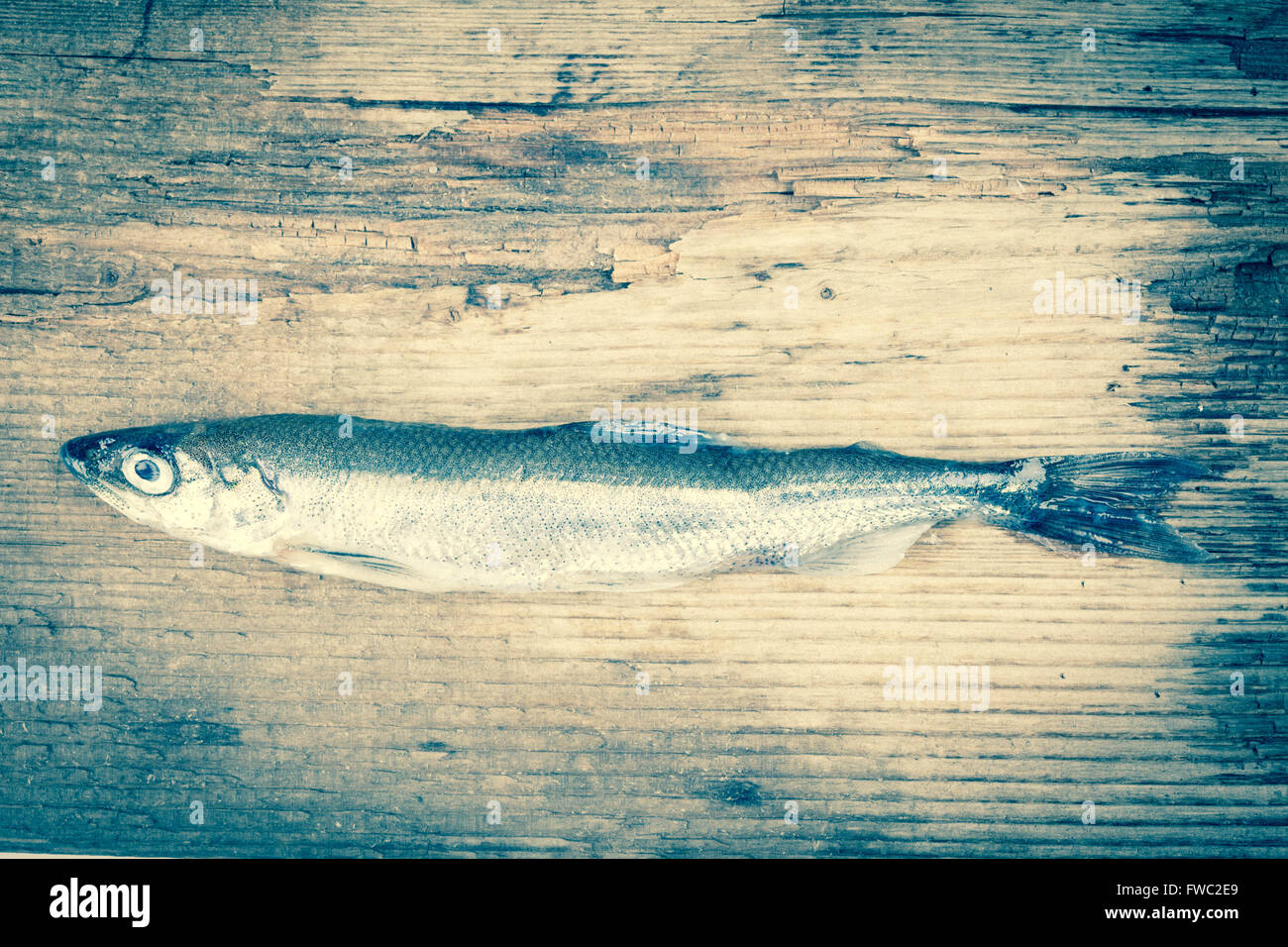 roher Fisch auf Holzplatte Closeup. stilisierte blau getönten Bild Stockfoto