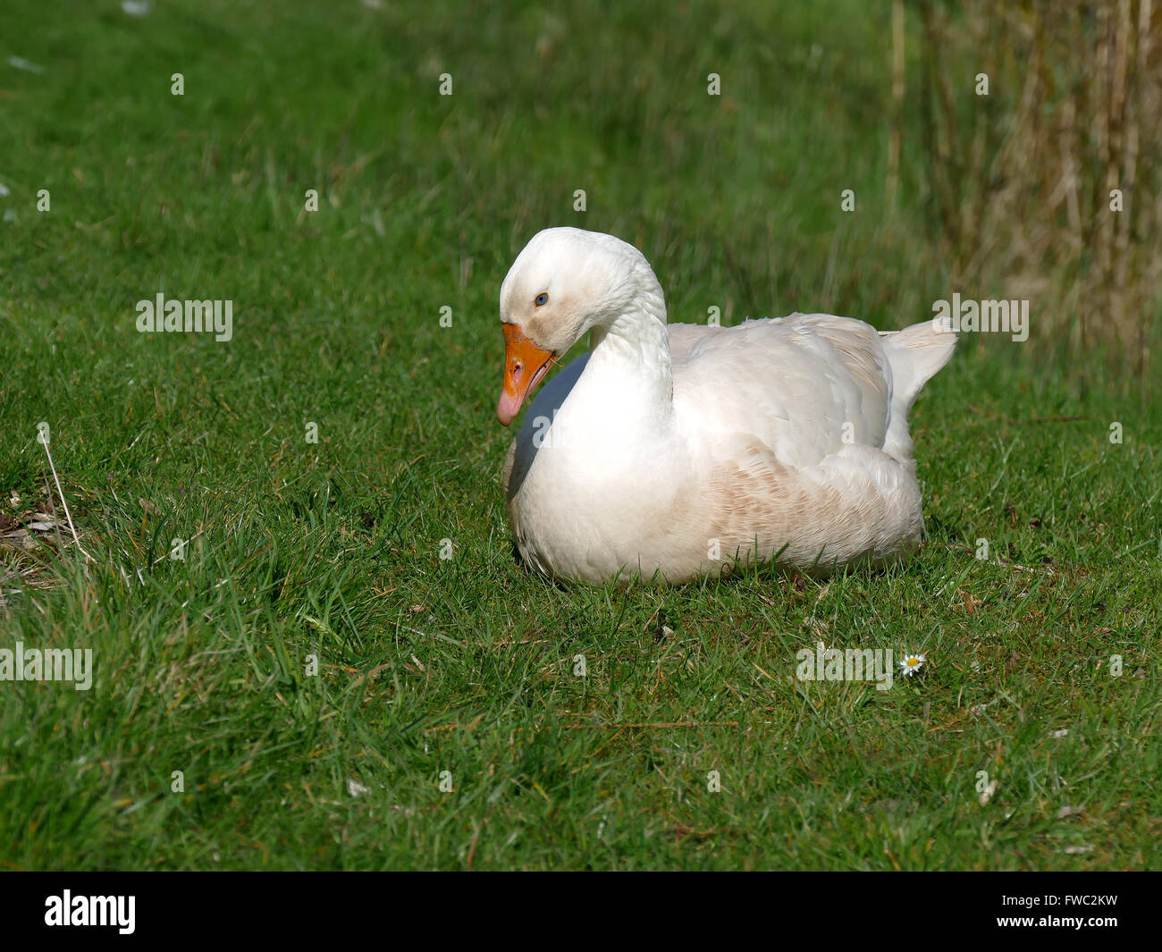 Eine weiße Gans auf dem Rasen Stockfotografie Alamy