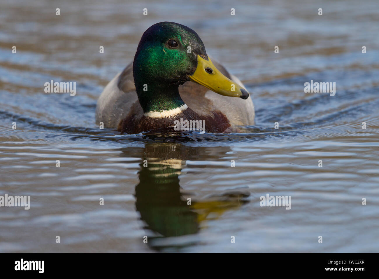 Stockente, eine gemeinsame Ente von Großbritannien und Europa Stockfoto