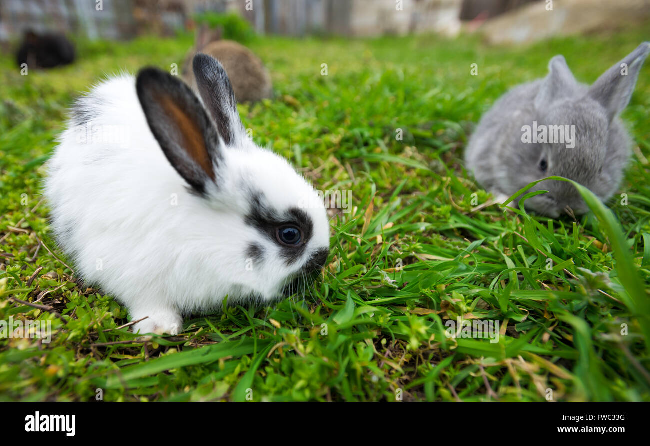 Was Dürfen Kaninchen Von Der Wiese Fressen Kaninchenjunge essen -Fotos und -Bildmaterial in hoher Auflösung – Alamy
