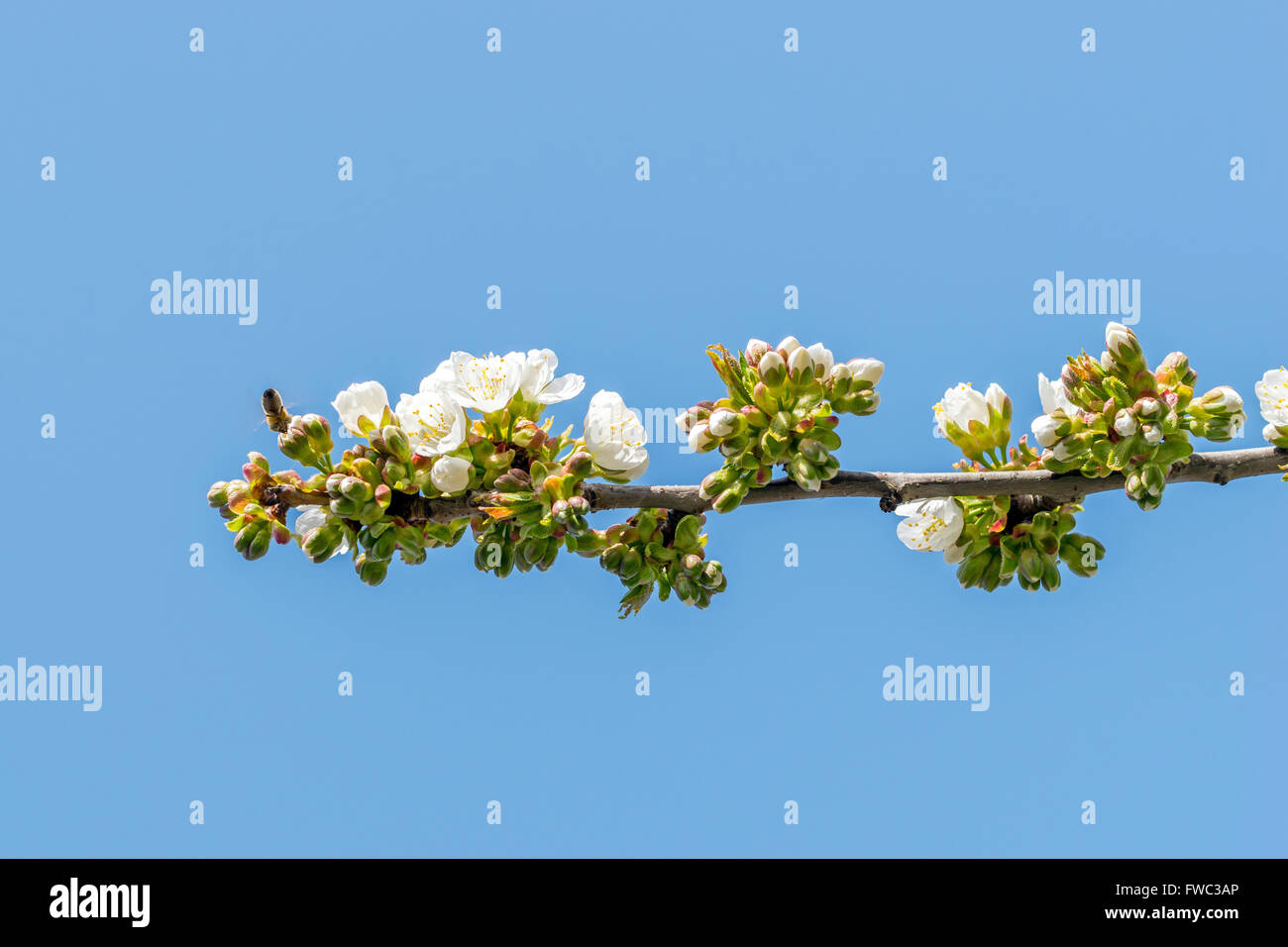 Sauerkirschen Baum Blumen unter bestäuben Stockfoto