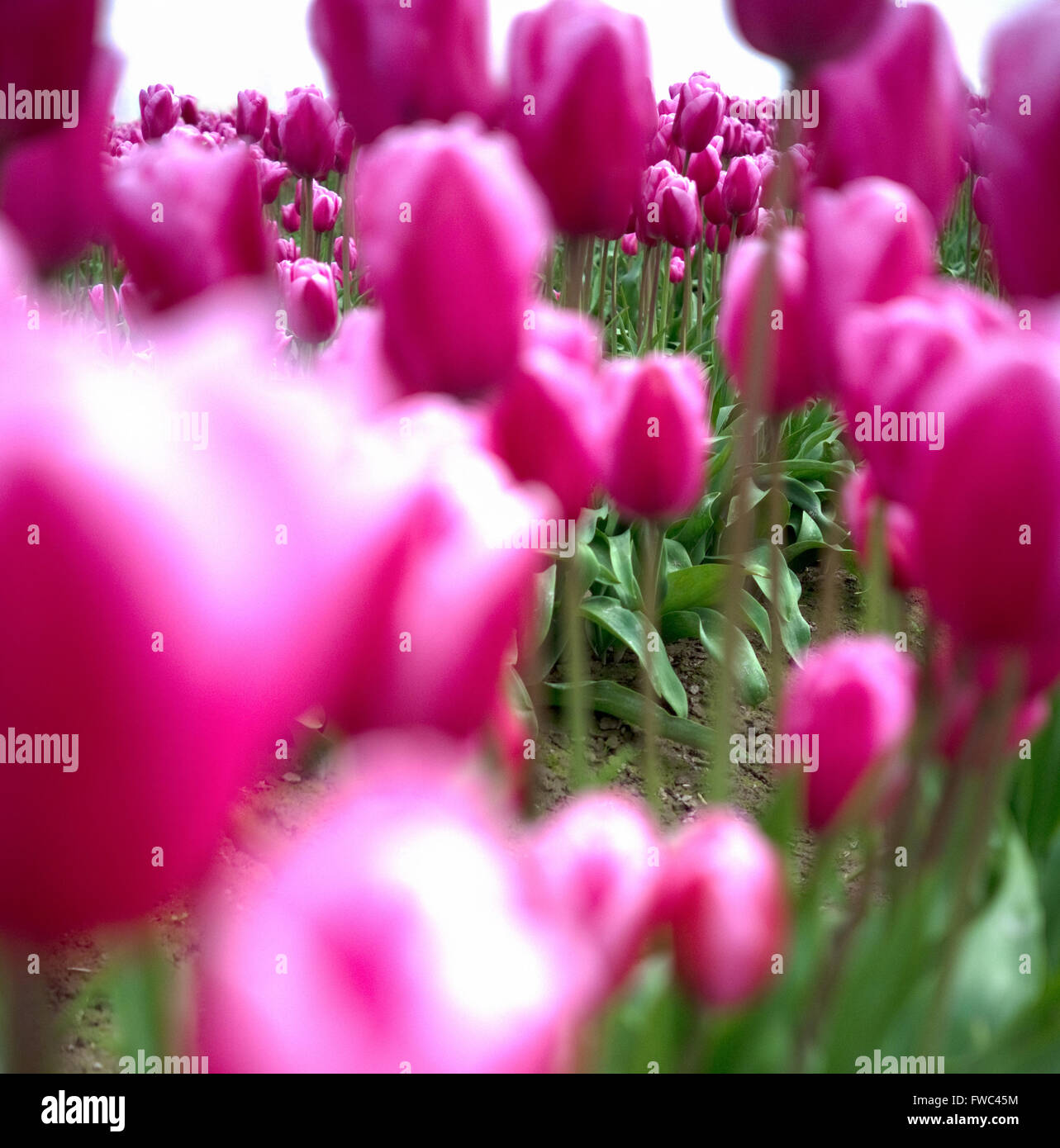 Nahaufnahme der lebendige und bunte Tulpen im Feld Stockfoto