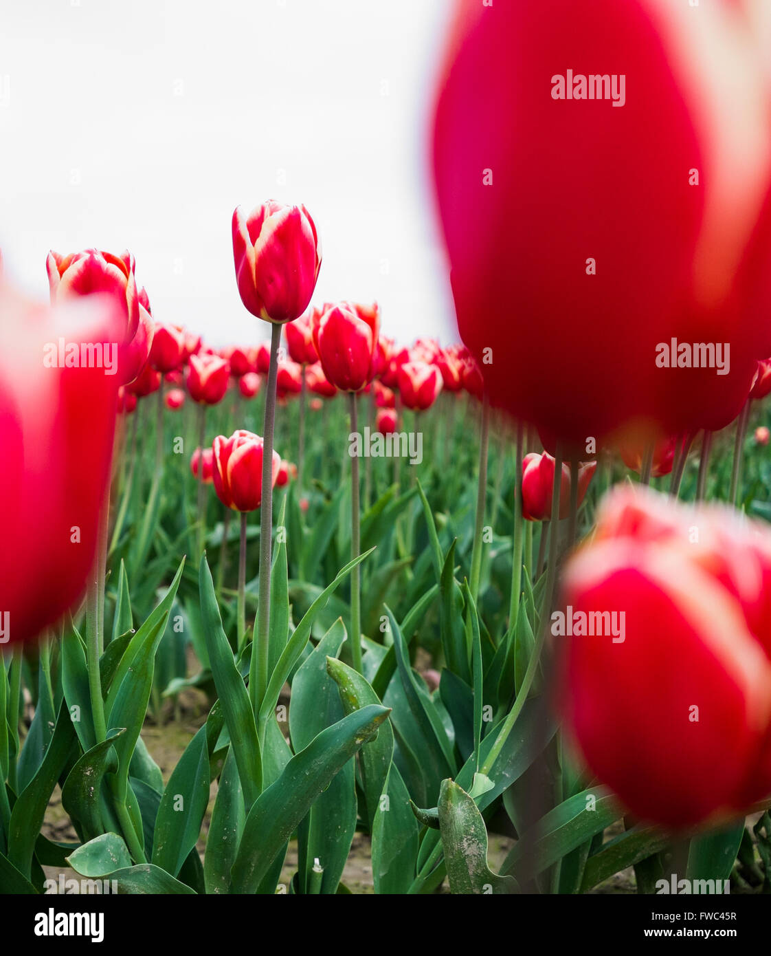 Nahaufnahme der lebendige und bunte Tulpen im Feld Stockfoto