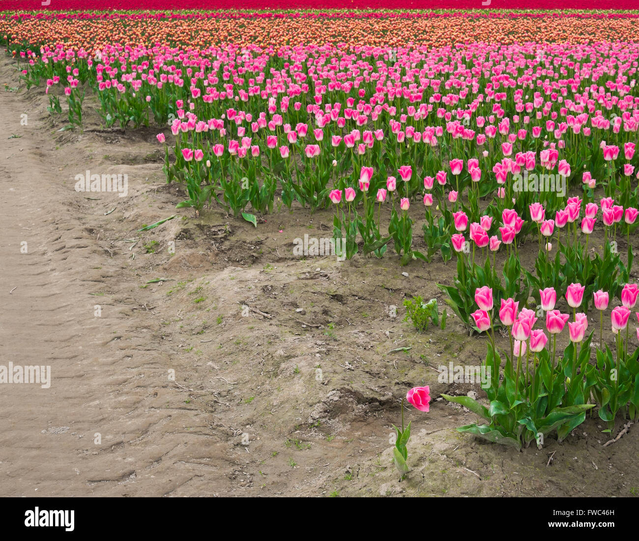 Lebendige und farbenfrohe Tulpen im Feld mit schlammigen tracks Stockfoto