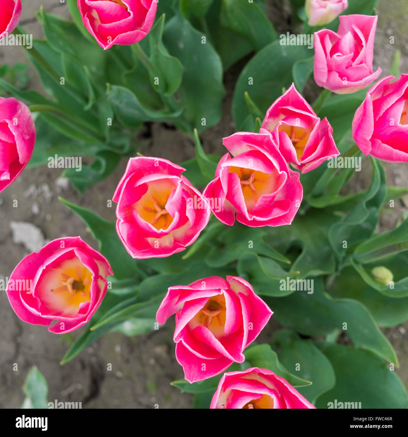 Nahaufnahme der lebendige und bunte Tulpen im Feld Stockfoto