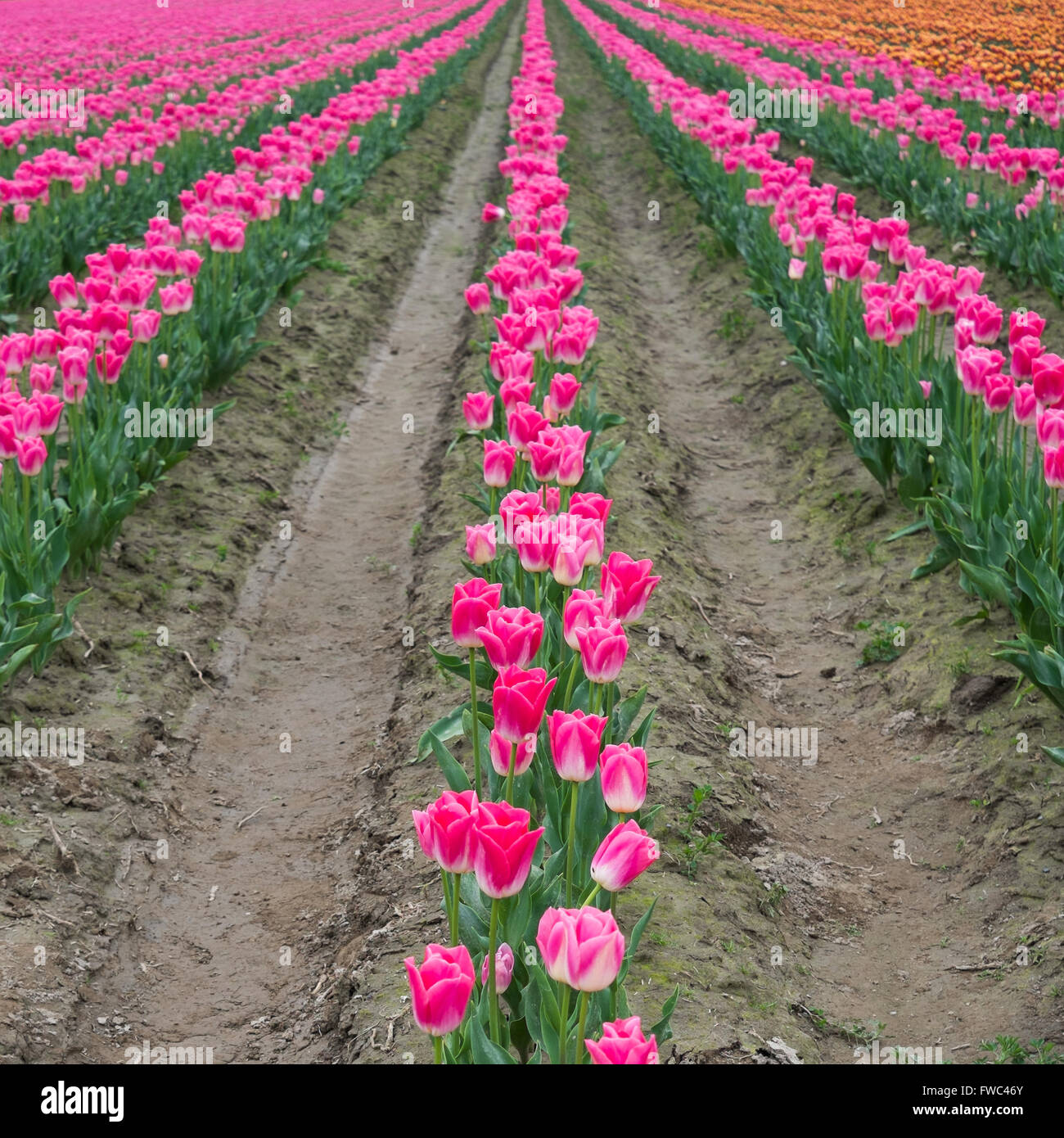 Lebendige und farbenfrohe Tulpen im Feld mit schlammigen tracks Stockfoto