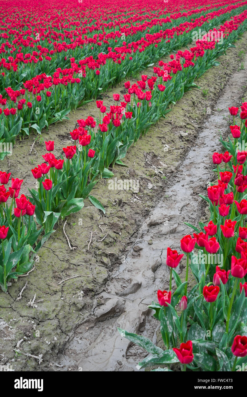 Lebendige und farbenfrohe Tulpen im Feld mit schlammigen tracks Stockfoto