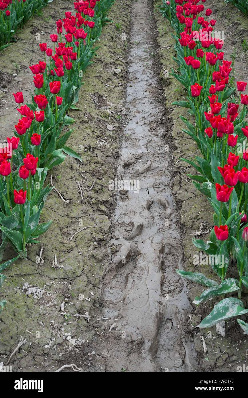 Lebendige und farbenfrohe Tulpen im Feld mit schlammigen tracks Stockfoto