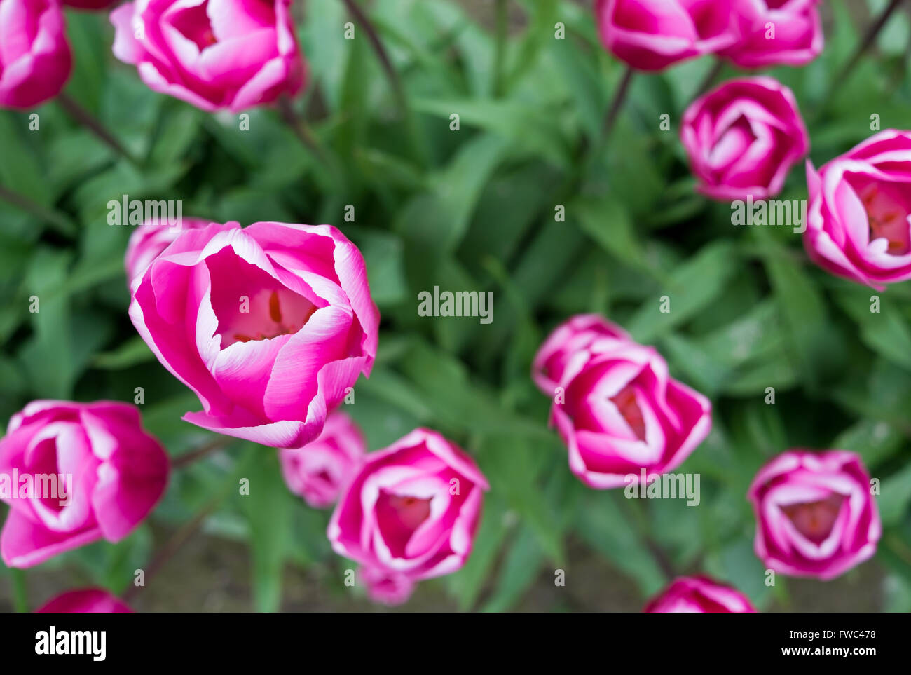 Nahaufnahme der lebendige und bunte Tulpen im Feld Stockfoto