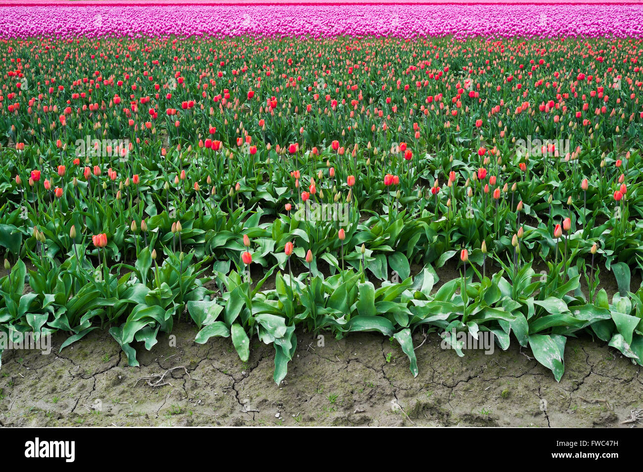 Lebendige und farbenfrohe Tulpen im Feld mit schlammigen tracks Stockfoto